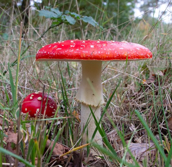 Paddenstoel - Champignon - Mushroom | (c) Els Vrindts