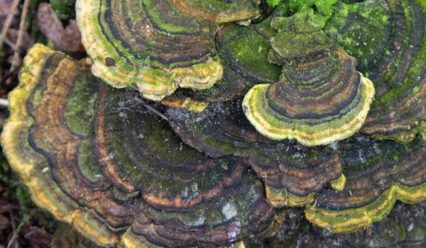 Gewoon elfenbankje - Trametes versicolor | @ Els Vrindts
