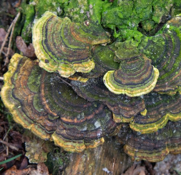 Gewoon elfenbankje - Trametes versicolor | @ Els Vrindts