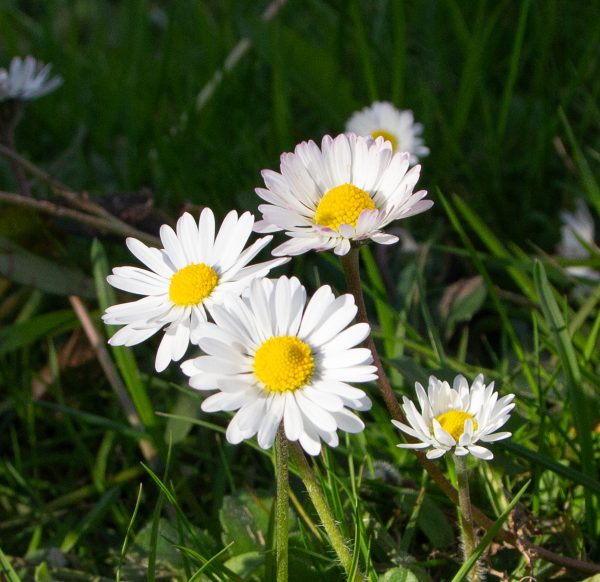 bloemen - fleurs - flowers | @Els Vrindts