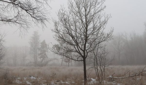 Boom in winter - Arbre en hiver - Tree in winter | (c) Els Vrindts