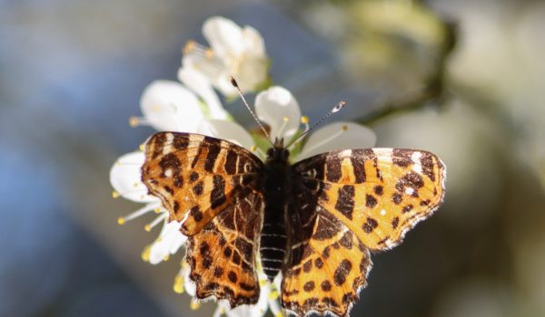 Vlinder op een bloem - Un papillon sur une fleur - A butterfly on a flower | @ Els Vrindts