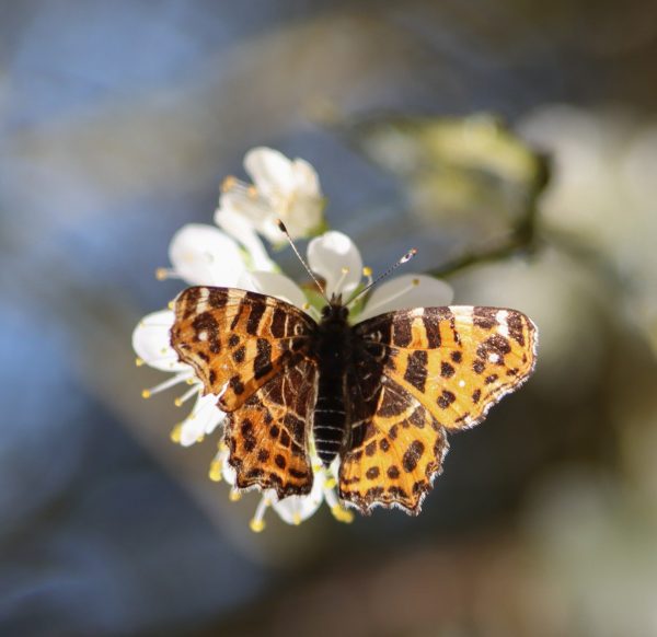 Vlinder op een bloem - Un papillon sur une fleur - A butterfly on a flower | @ Els Vrindts
