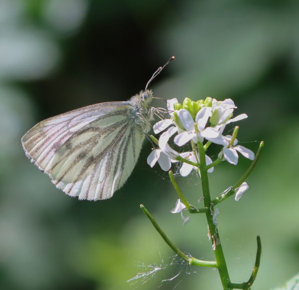 vlinder - papillon - butterfly | @ Els Vrindts