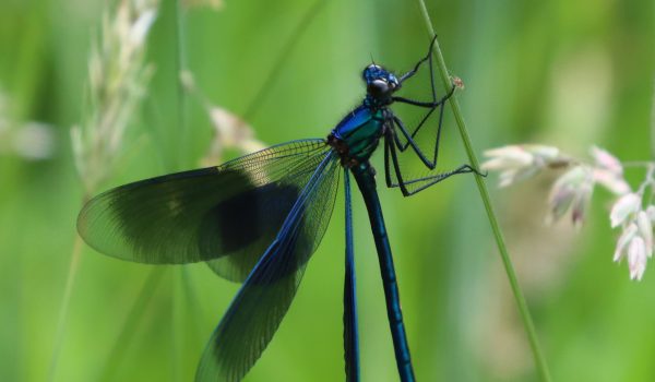 Weidebeekjuffer - Caloptéryx éclatant - Meadow Damselfly | @ Els Vrindts