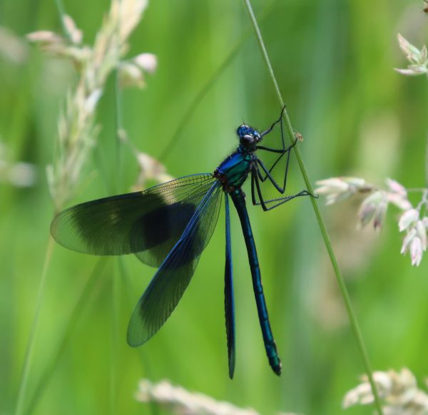 Weidebeekjuffer - Caloptéryx éclatant - Meadow Damselfly | @ Els Vrindts
