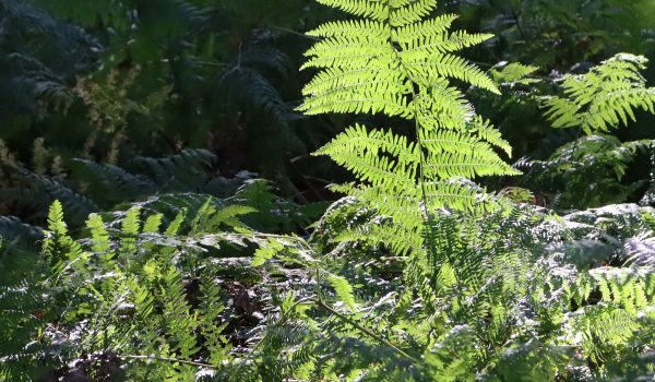 Varens - Fougères - Ferns | @ Els Vrindts
