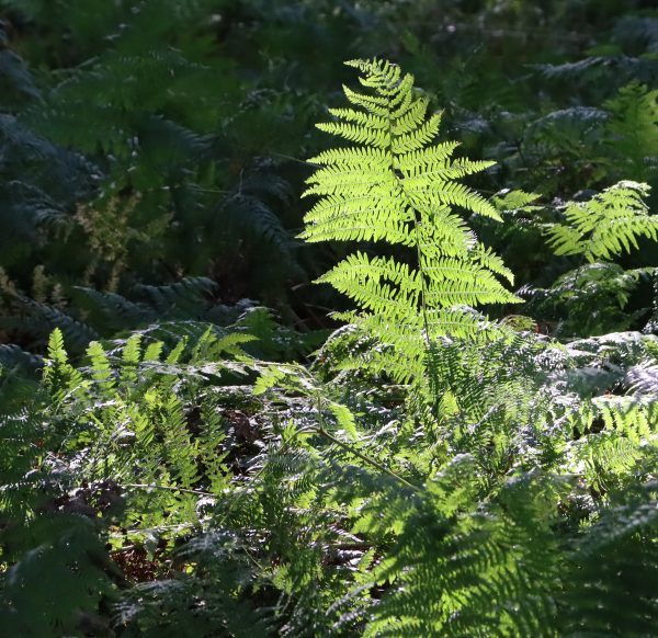 Varens - Fougères - Ferns | @ Els Vrindts