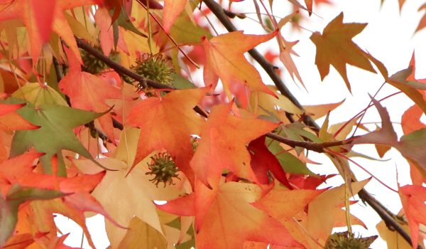Herfstbladeren - Feuilles d'automne - Autumn leaves | @Els Vrindts