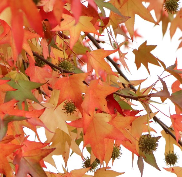 Herfstbladeren - Feuilles d'automne - Autumn leaves | @Els Vrindts