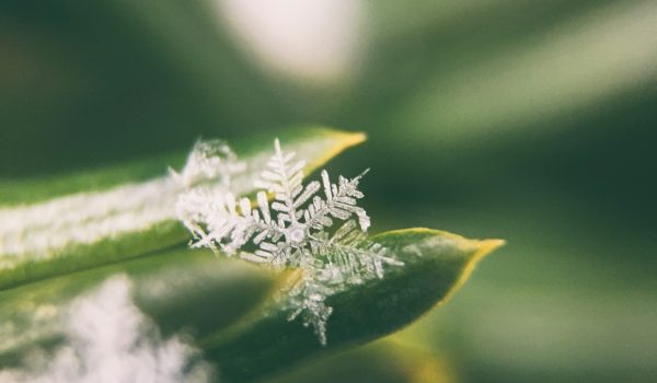 Sneeuwvlok - Flocon de neige - snowflake | Photo by Aaron Burden on Unsplash