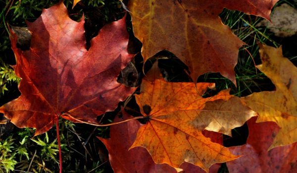 Herfstbladeren - Feuilles d'automne - Autumn leaves | Photo by Anne Nygård on Unsplash