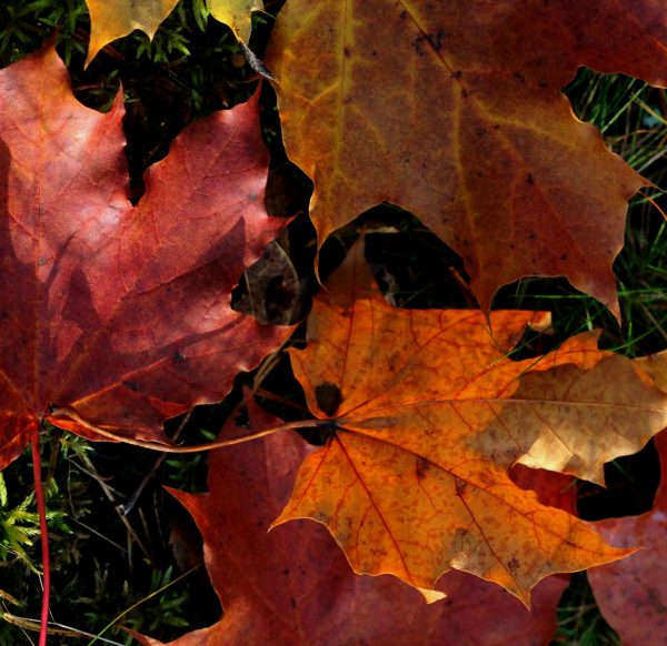 Herfstbladeren - Feuilles d'automne - Autumn leaves | Photo by Anne Nygård on Unsplash