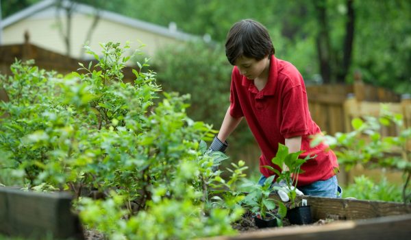 Tuinieren - Jardinage - Gardening | Photo by CDC on Unsplash