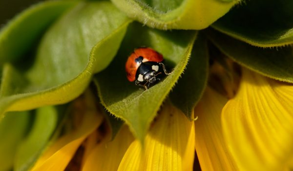 Lieveheersbeestje - Coccinelle - Ladybird | Photo by Malcolm Lightbody on Unsplash