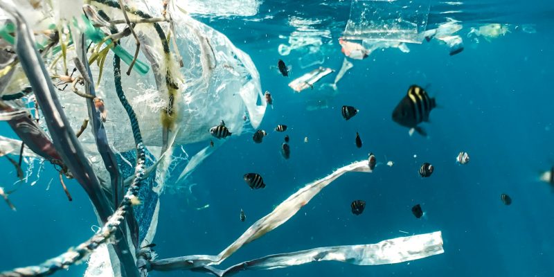 Plasticvervuiling en jonge vissen - Pollution plastique et poissons juvéniles - Plastic pollution and juvenile fish | Photo by Naja Bertolt Jensen on Unsplash