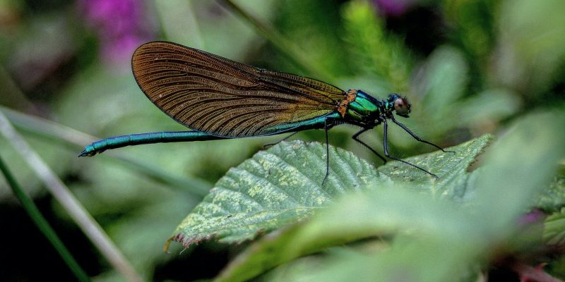 Biodiversiteit - Biodiversité - Biodiversity | Photo by S N Pattenden on Unsplash