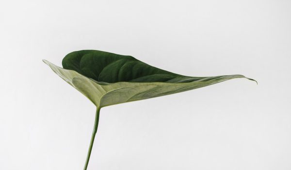 Een blad - Une feuille - A leaf | Photo by Sarah Dorweiler on Unsplash